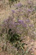 Limonium serotinum