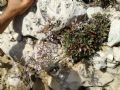Limonium minutiflorum