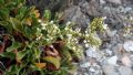 Limonium cossonianum