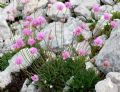 Armeria majellensis