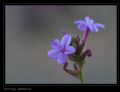 Plumbago europaea