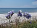 Limonium sinuatum