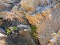 LImonium sommierianum