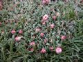Armeria morisii