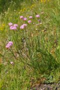 Armeria arenaria