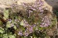 Limonium cordatum