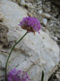 Armeria alpina