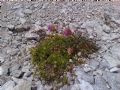 Armeria alpina