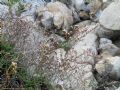 Limonium sommierianum