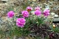 Armeria alpina
