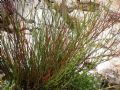 Limonium flagellare
