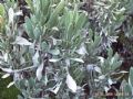 Limoniastrum monopetalum