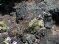 Limonium cosyrense