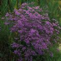 Limonium narbonense