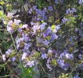 Plumbago europaea