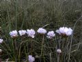 Armeria helodes