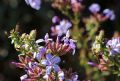 Plumbago europaea