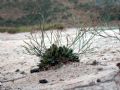 Limonium secundirameum