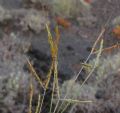 Andropogon distachyos