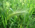 Hordeum murinum