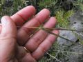 Andropogon distachyos