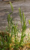 Hordeum murinum