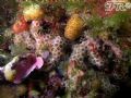 Madracis pharensis
