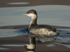 Podicipedidae