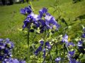 Polemonium caeruleum