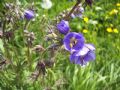 Polemonium caeruleum