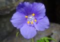 Polemonium caeruleum