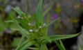 Collomia linearis