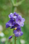 Polemonium caeruleum