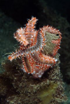 Amphinomida