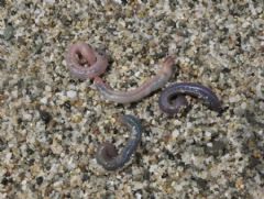 Drilomorpha