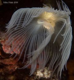 Sabellida
