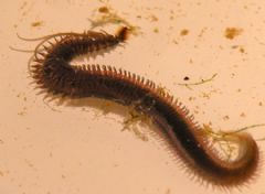 Spionida