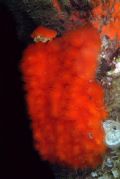 Aplidium nordmanni