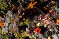 Aplidium proliferum