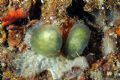 Polyclinella azemai