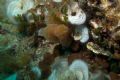 Aplidium tabarquensis