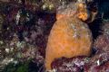 Aplidium conicum