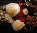 Aplidium tabarquensis
