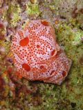 Aplidium elegans
