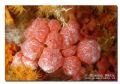 Aplidium elegans