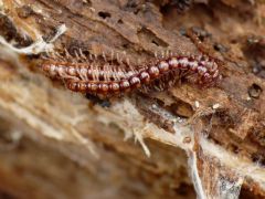 Paradoxosomatidae