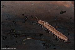 Polydesmidae