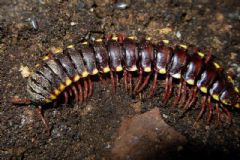 Xistodesmidae