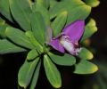 Polygala myrtifolia