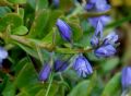 Polygala alpestris